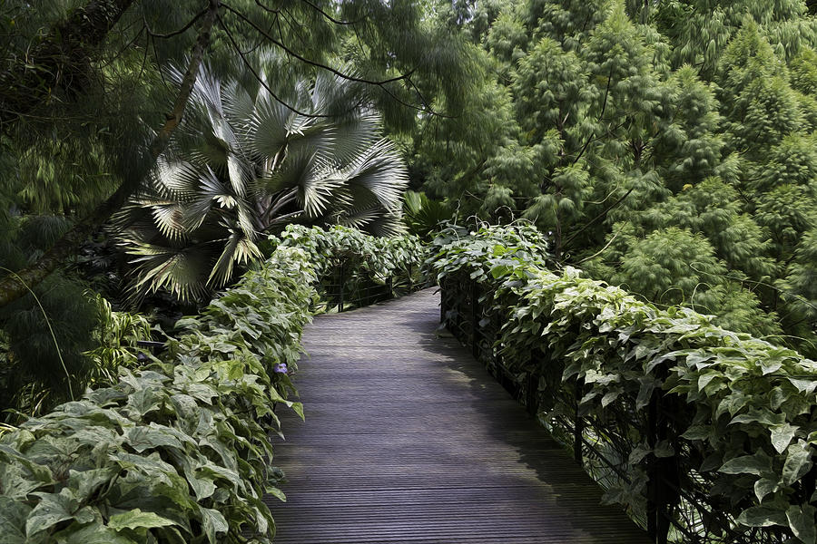 A raised walking path inside the National Orchid Garden in Singapore #1 Photograph by Ashish Agarwal