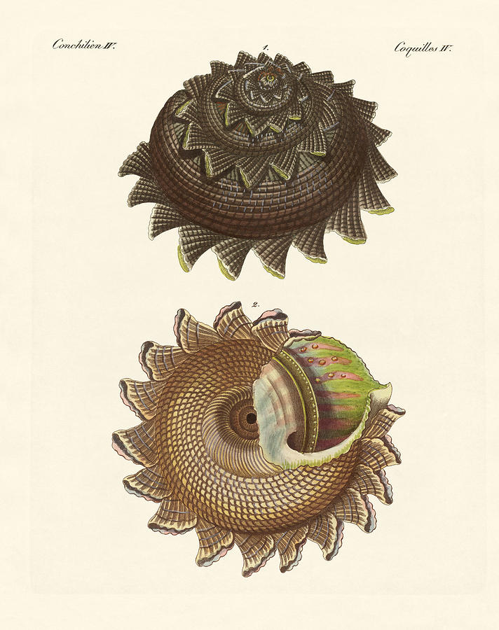 A rare mollusk shell of the South Sea Drawing by Splendid Art Prints