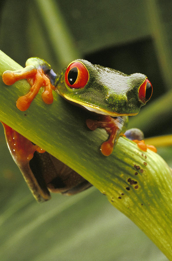 A Red-eyed Tree Frog Agalychnis Photograph by Steve Winter