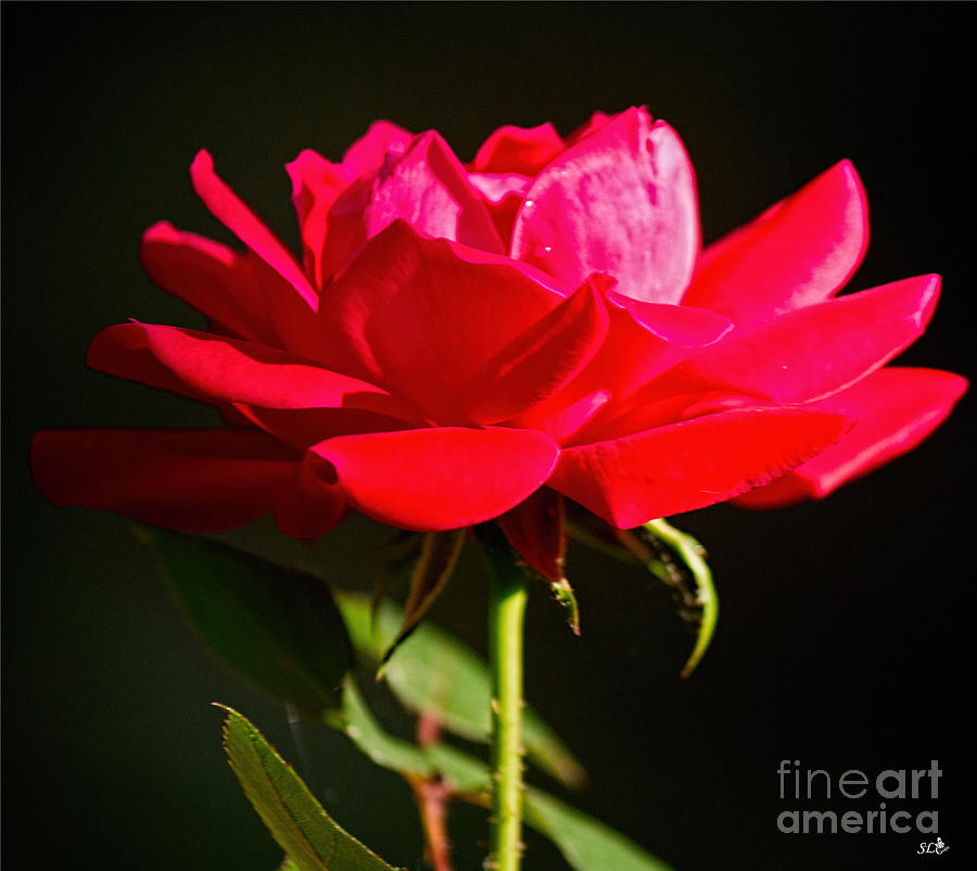 A Red Rose #2 Photograph by Sandra Clark