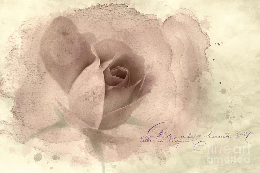Abstract Photograph - A Rose By Any Other Name #2 by Betty LaRue