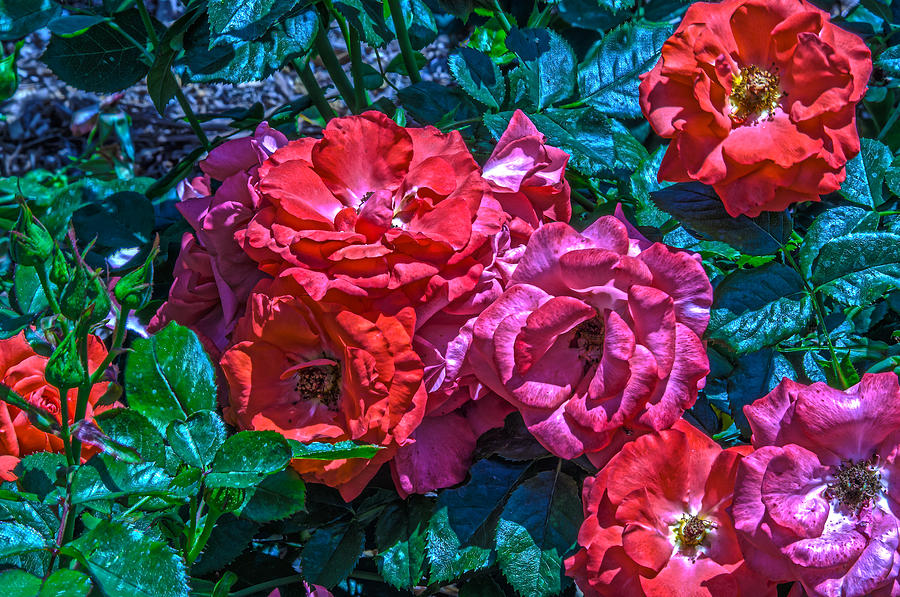 A Rose is a Rose #1 Photograph by Richard J Cassato
