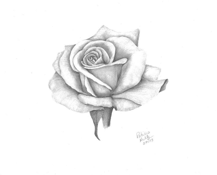 A Roses Beauty #2 Drawing by Patricia Hiltz