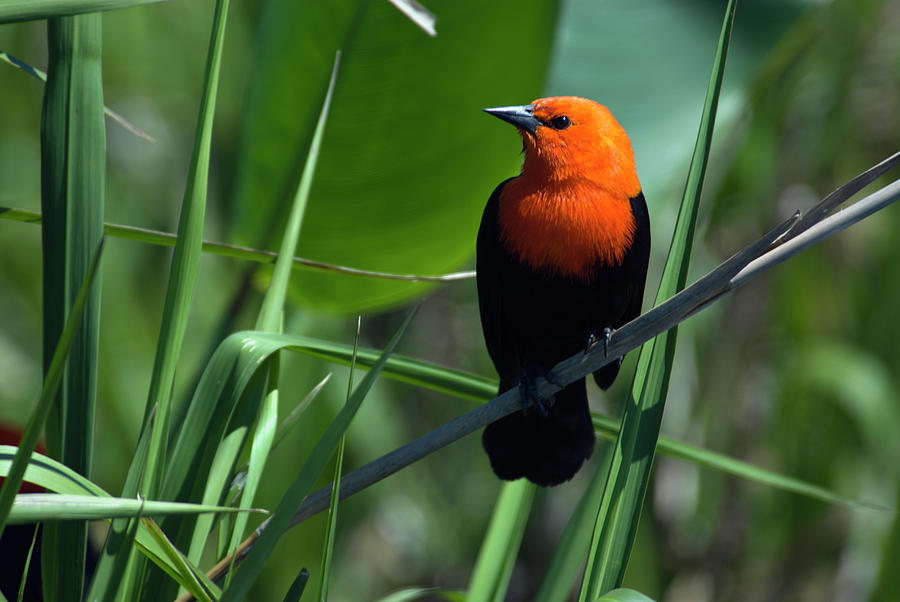 Blackbird Photograph - A Scarlet-headed Blackbird Amblyramphus #1 by Beth Wald