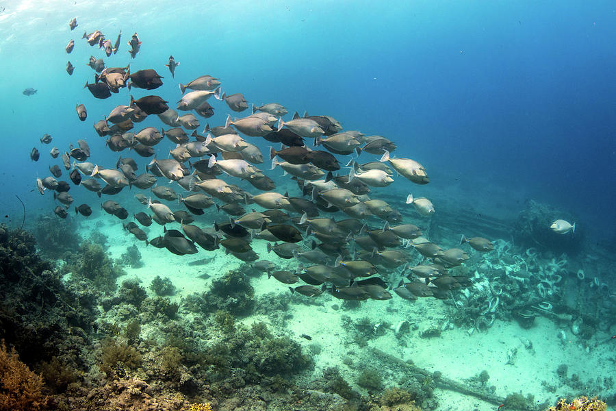 A School Of Unicorn Fish Swimming #1 Photograph by Brook Peterson