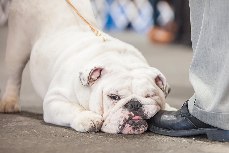 Dog Photograph - A Shoe-in #1 by Lance Pecchia