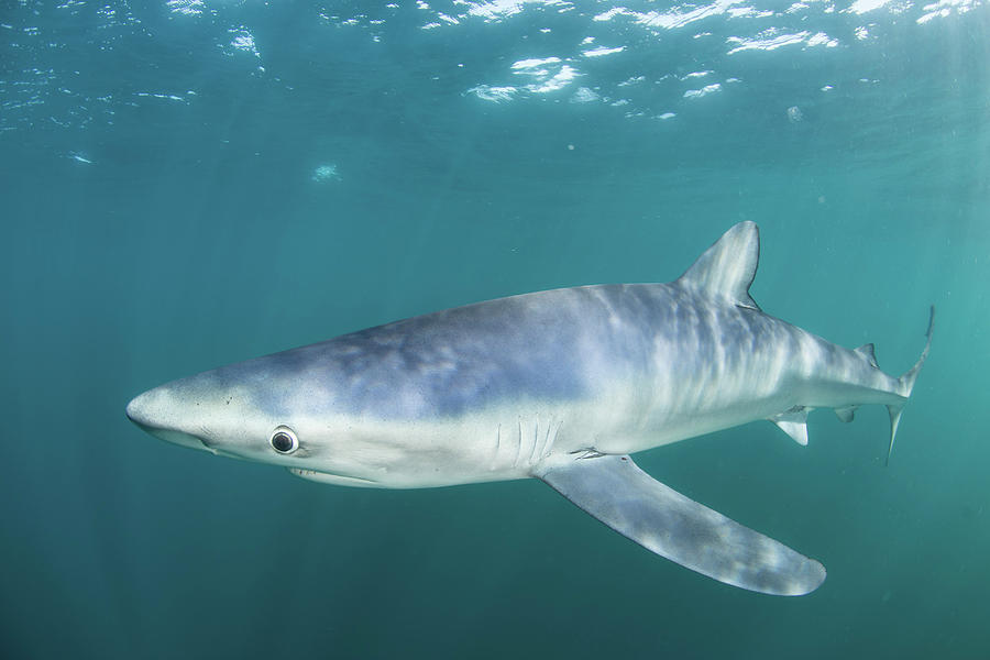 Nature Photograph - A Sleek Blue Shark Swimming #1 by Ethan Daniels