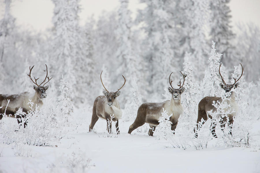 Nature Photograph - A Small Group Of Caribou Migrates #1 by Hugh Rose