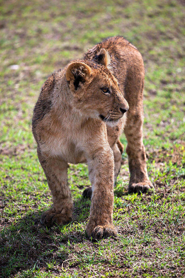 fuddlewuddle lion small