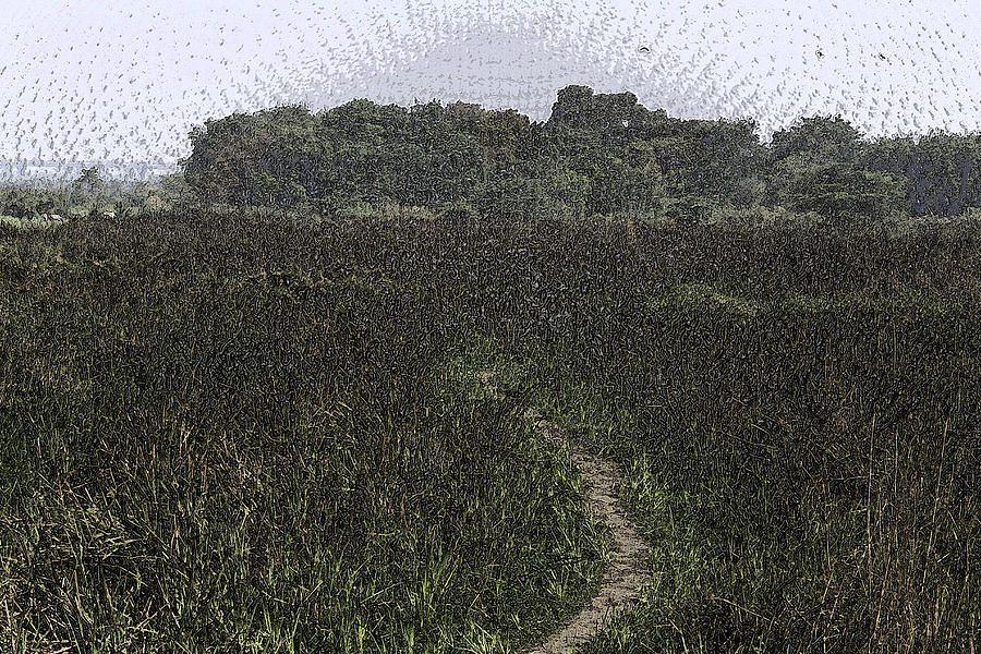 A Small Path Through Very Tall Grass Digital Art By Ashish Agarwal