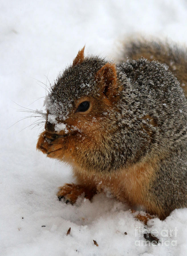 Squirrel Photograph - A Snowy Day #3 by Lori Tordsen