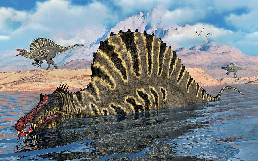 A Spinosaurus Dinosaur Hunting For Food Photograph by Mark Stevenson