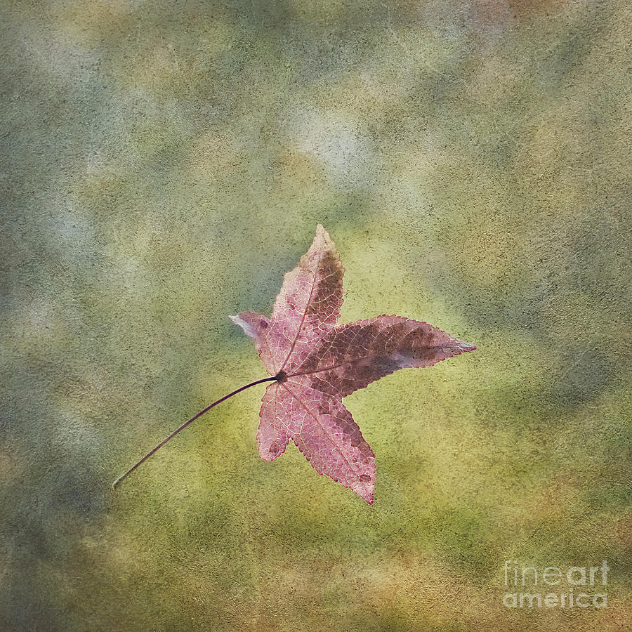 Fall Photograph - A star is born #1 by Maria Ismanah Schulze-Vorberg