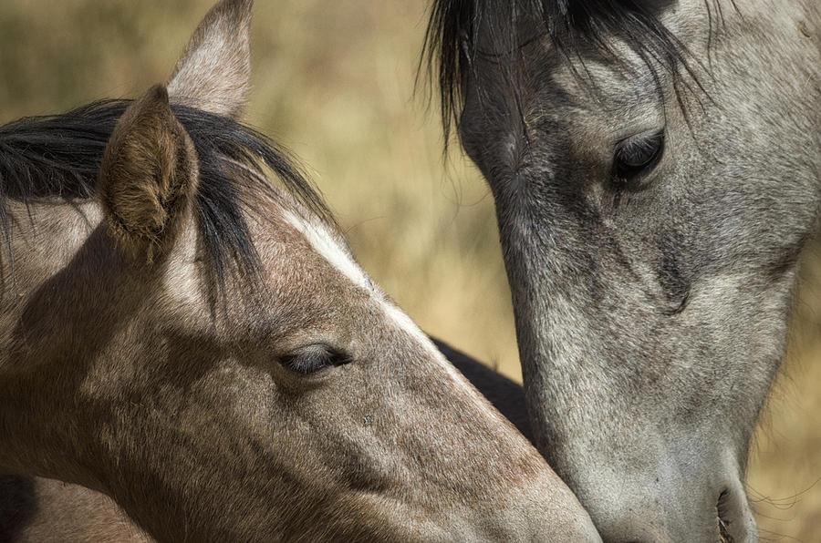 Horse Photograph - A Tender Moment  #2 by Saija Lehtonen