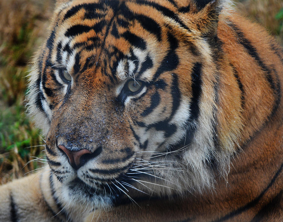 A Tigers Stare #1 Photograph by Maggy Marsh