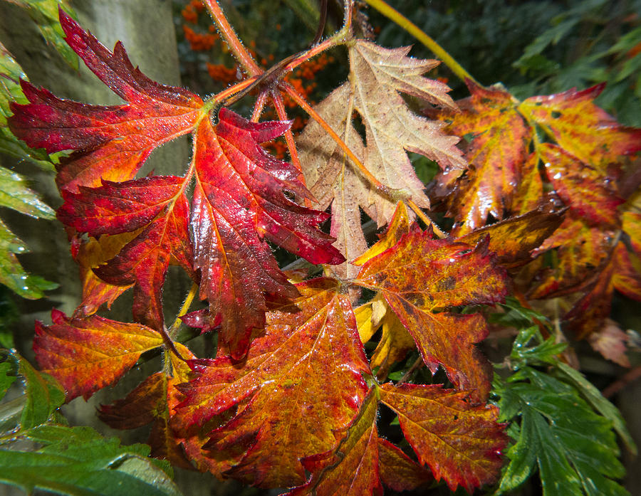 A Touch of Autumn Photograph by David Bishop - Fine Art America