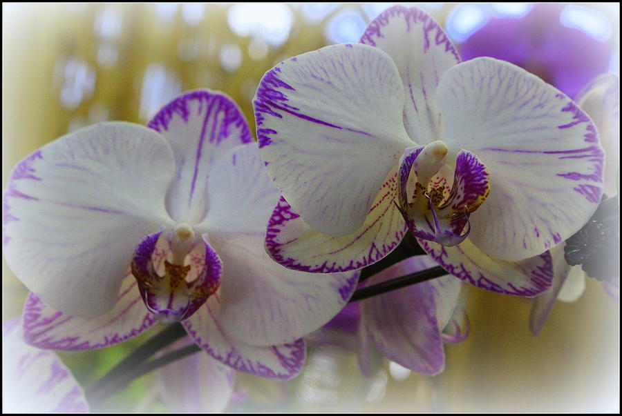 A Touch of Purple - Orchid  Photograph by Dora Sofia Caputo