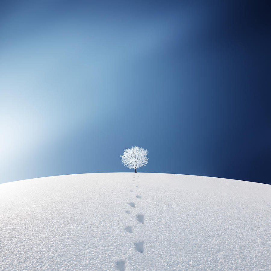 A Tree In The Field #1 Photograph by Bess Hamiti