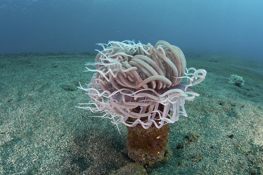 Nature Photograph - A Tube Anemone Grows On A Sandy #1 by Ethan Daniels