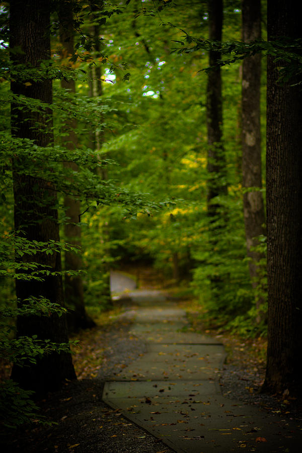 Nature Photograph - A Walk In The Woods #1 by Shane Holsclaw
