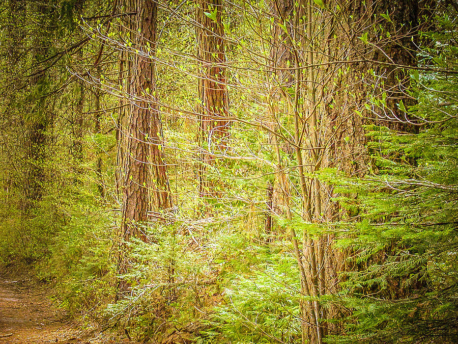 Yosemite National Park Photograph - A Walk in the Woods by Susan Eileen Evans