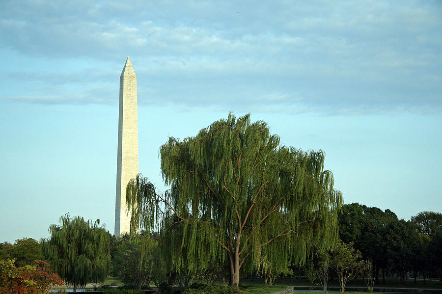 A Weeping Willow Washington Monument Photograph by Cora Wandel