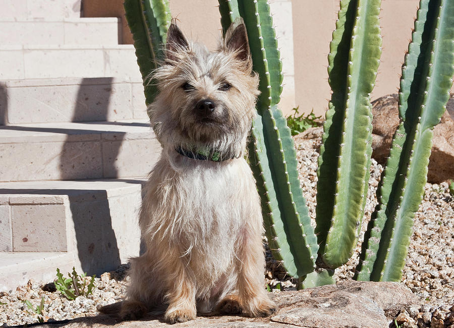 A White Cairn Terrier Sitting Next Photograph By Zandria Muench Beraldo