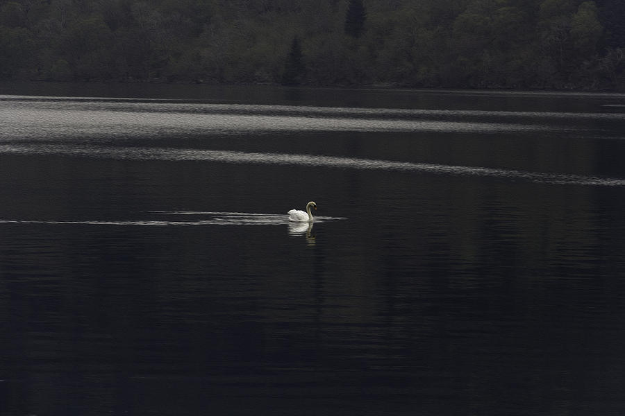 A white goose swimming peacefully in the morning in Loch Ness #2 Photograph by Ashish Agarwal