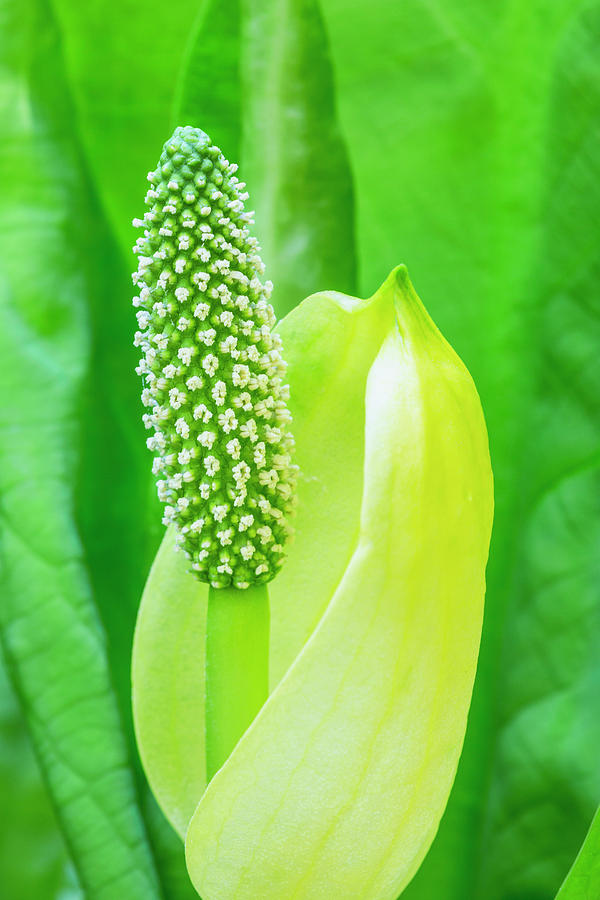 A Young Western Skunk Cabbage #1 Photograph by Kevin Smith