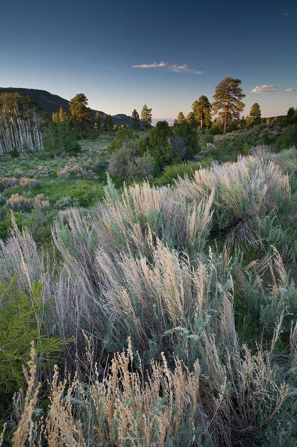 Abajo Mountains Near Montecello, Utah Photograph by Whit Richardson ...