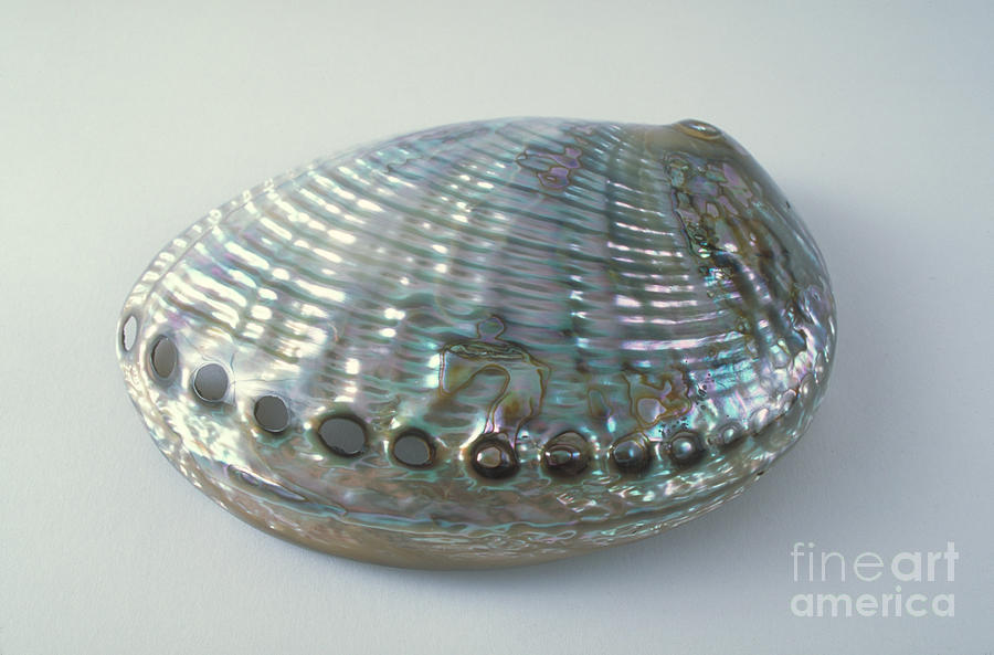 Abalone Shell #1 Photograph by Barbara Strnadova