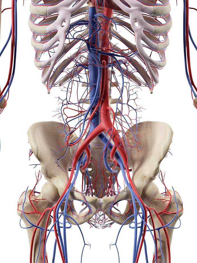 Abdominal Blood Vessels Photograph by Sciepro - Fine Art America