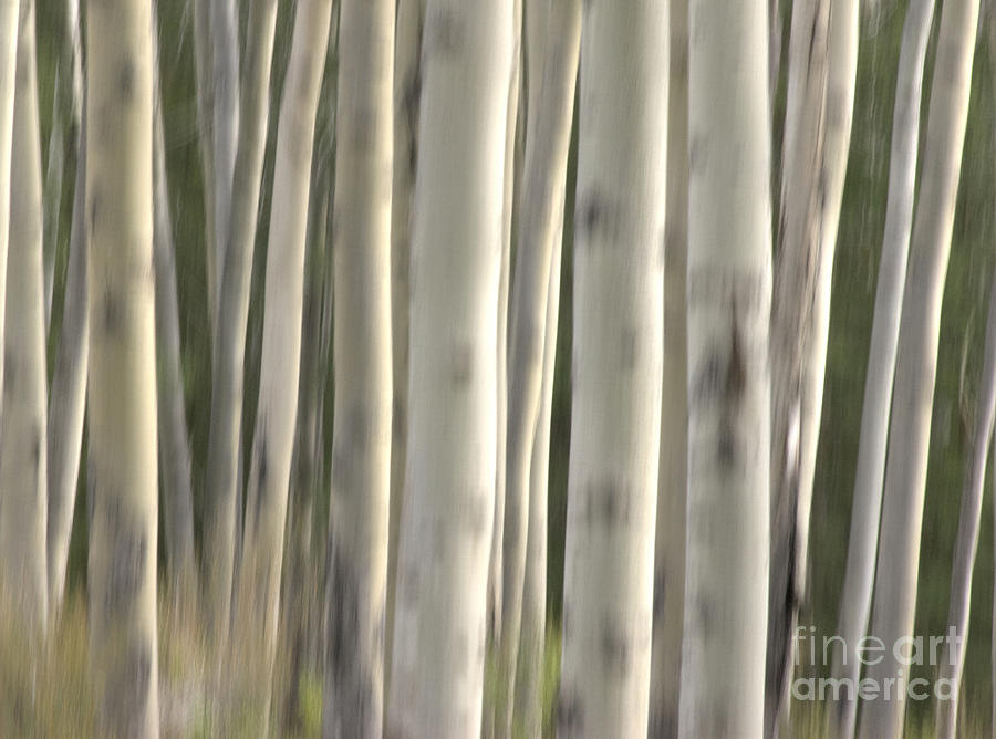 Abstract Aspens #1 Photograph by David Birchall