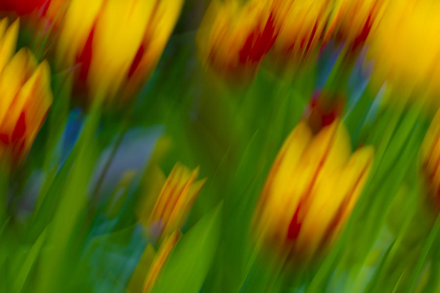 Abstract Background - Tulips #1 Photograph by Chevy Fleet