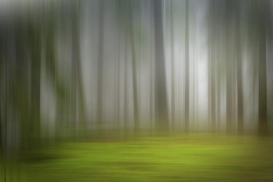 Abstract Blurred Motion Forest #1 Photograph by Ikon Ikon Images