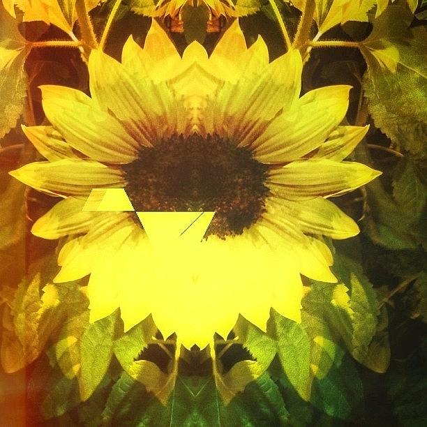 Sunflower Photograph - #abstract #decim8 #igsomniacs #1 by Brian Adams