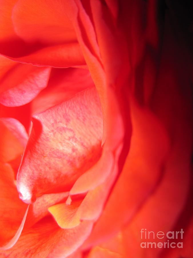 Abstract Orange Rose 10 Photograph by Tara  Shalton