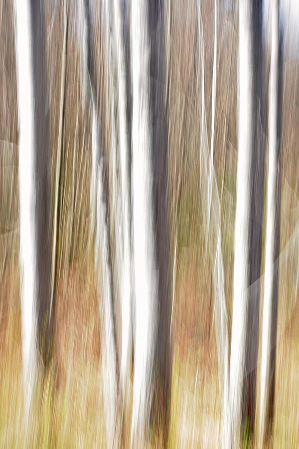 Abstract Photograph - Abstract Trees #1 by Barbara West