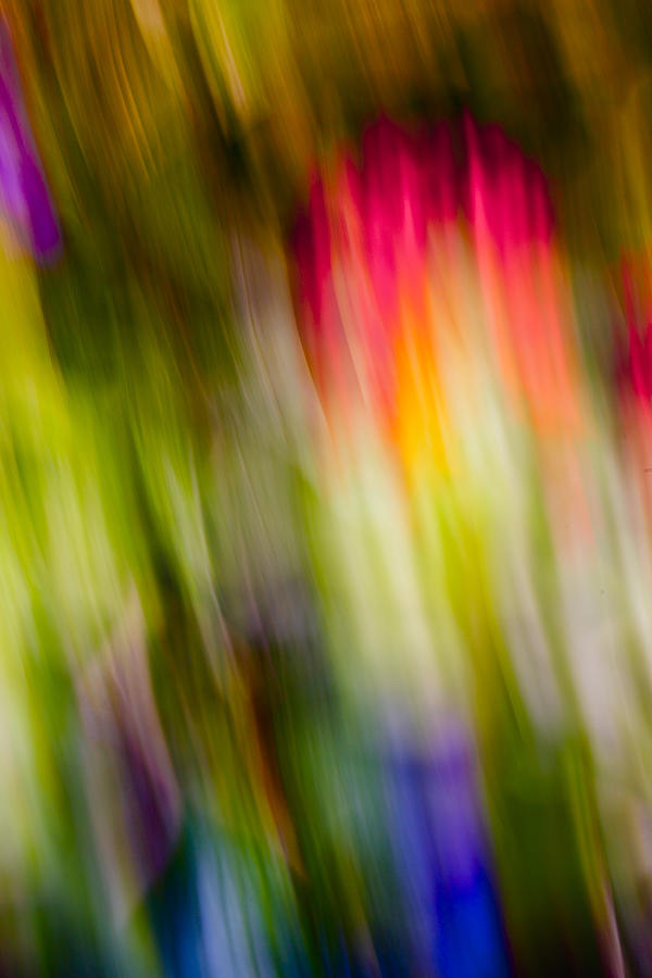Abstraction of Butterflies Photograph by Jon Glaser