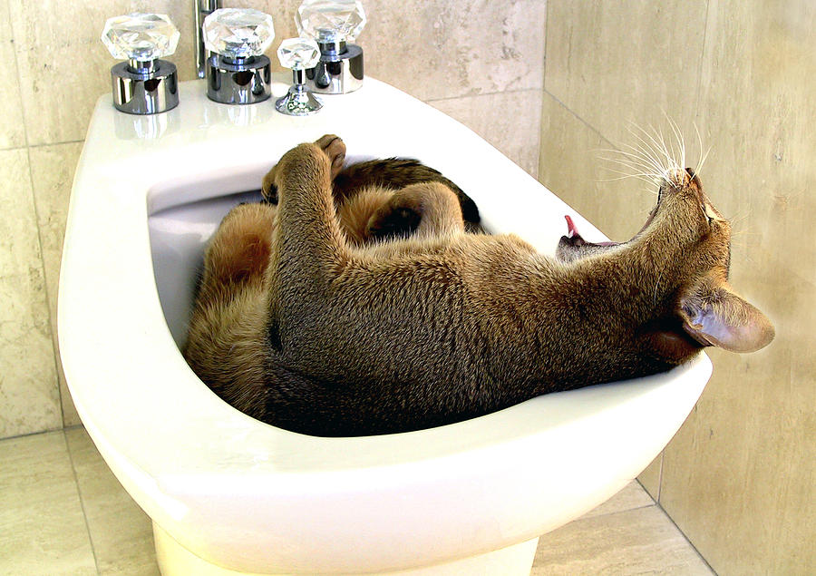 Abyssinian Cat Yawning In Bidet #1 Photograph by Joan Baron