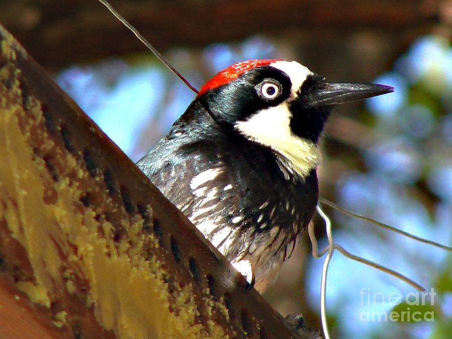 Acorn Woodpecker #1 Photograph by Linda Cox
