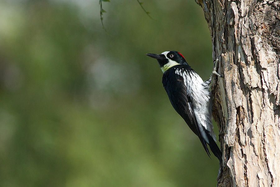 Acorn woodpecker - Melanerpes formicivorus - Pic glandivore Photograph by Nature and Wildlife Photography