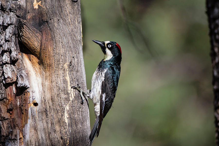 Bird Photograph - Acorn Woodpecker (melanerpes #1 by Larry Ditto