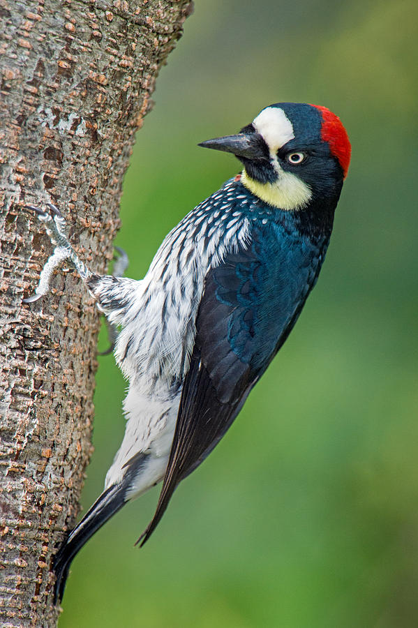 Wildlife Photograph - Acorn Woodpecker Melanerpes #1 by Panoramic Images