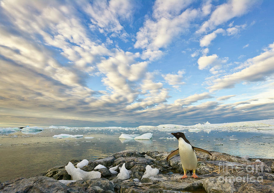 Mp Photograph - Adelie Penguin Flapping Wings by Yva Momatiuk John Eastcott