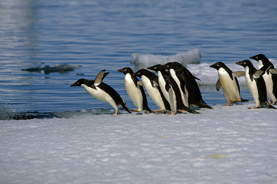 Adelie Penguins Jump From Iceberg Photograph by Kenneth Whitten - Pixels