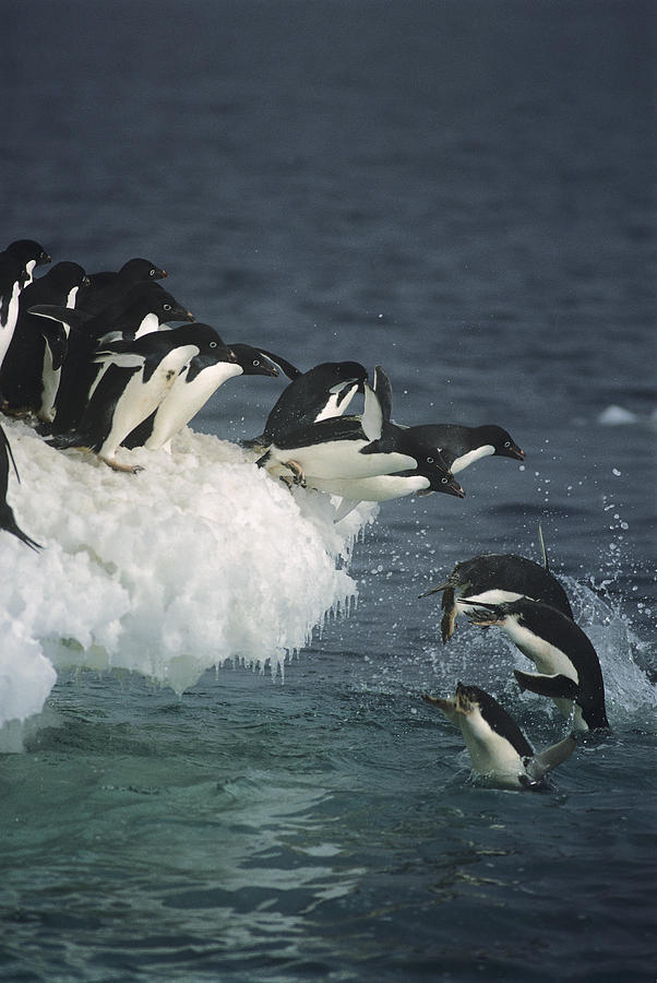 Adelie Penguins Leaping Off Ice Ross #1 Photograph by Tui De Roy