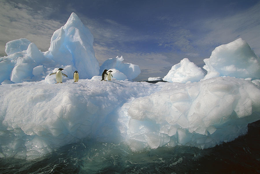 Adelie Penguins On Iceberg Antarctica #1 Photograph by Colin Monteath