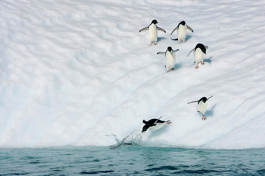 Adelie Penguins #1 Photograph by William Ervin/science Photo Library