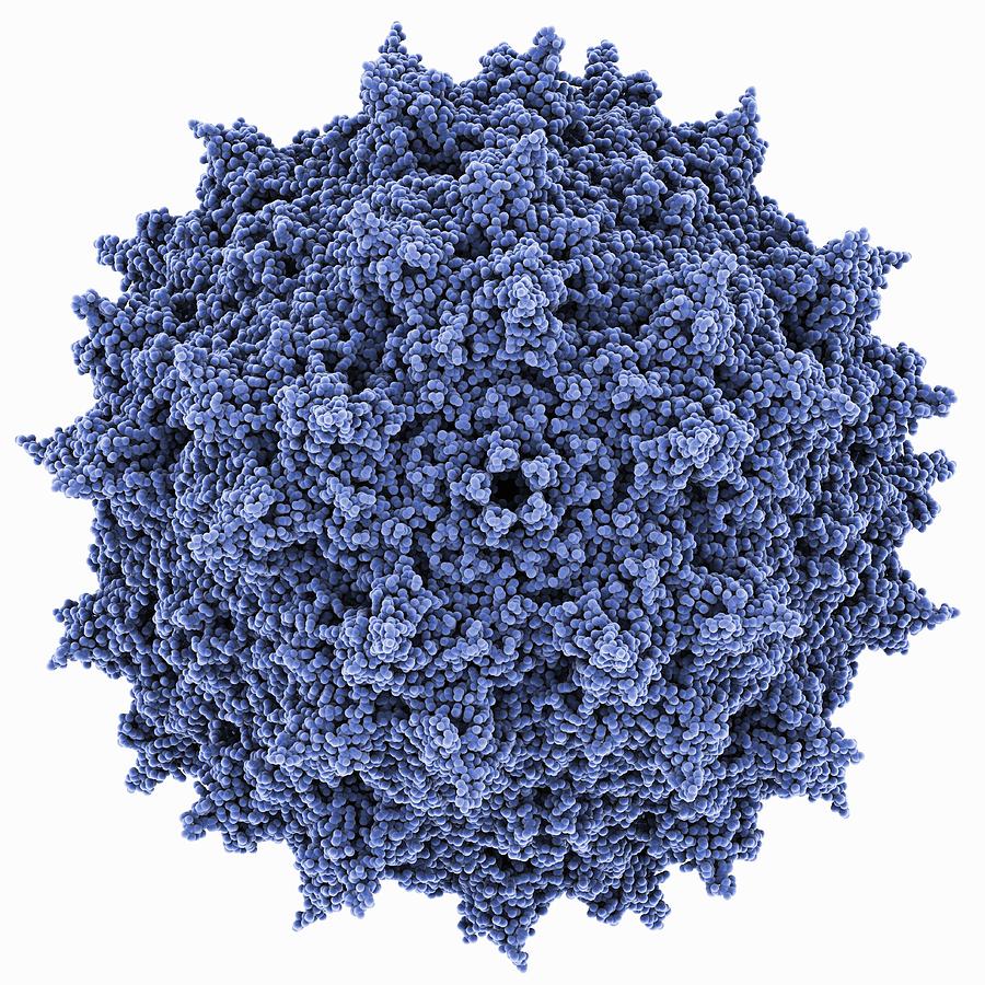 Adeno-associated virus capsid #1 Photograph by Science Photo Library